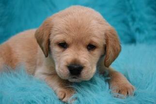 Labrador Retriever Dogs for adoption in Eureka, CA, USA