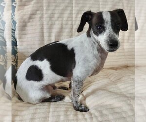 Chiweenie Dogs for adoption in Los Angeles, CA, USA