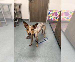 Mutt Dogs for adoption in Baytown, TX, USA