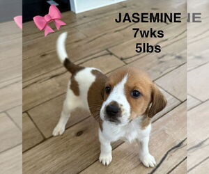 Labrador Retriever-Unknown Mix Dogs for adoption in Woodbury, NY, USA