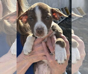 American Pit Bull Terrier-Unknown Mix Dogs for adoption in Polson, MT, USA
