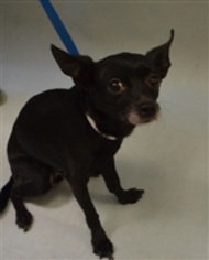 Chihuahua Dogs for adoption in East Brunswick, NJ, USA