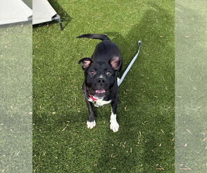 Mutt Dogs for adoption in Shelburne, VT, USA