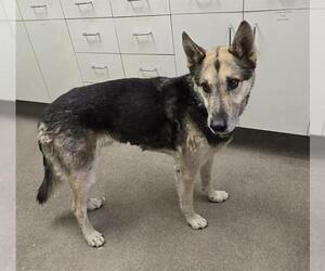 German Shepherd Dog-Siberian Husky Mix Dogs for adoption in HESPERIA, CA, USA