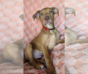 American Pit Bull Terrier-Unknown Mix Dogs for adoption in Duluth, MN, USA