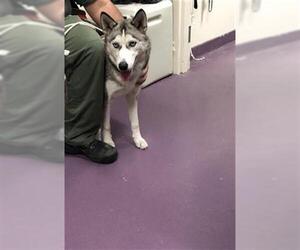 Siberian Husky Dogs for adoption in Long Beach, CA, USA