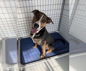 Doberman Pinscher-Unknown Mix Dogs for adoption in Chico, CA, USA