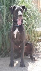 Great Dane Dogs for adoption in Olalla, WA, USA