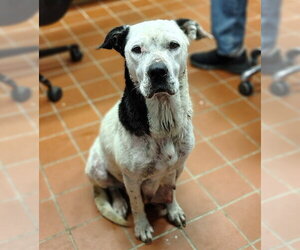 Mutt Dogs for adoption in Augusta, GA, USA