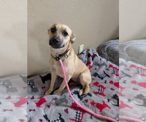 Mutt Dogs for adoption in Boston, MA, USA