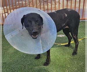 Labrador Retriever-Unknown Mix Dogs for adoption in Las Vegas, NV, USA
