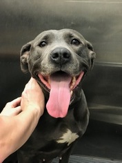 American Pit Bull Terrier-Unknown Mix Dogs for adoption in Lincoln Park, NJ, USA