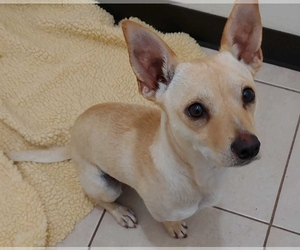 Chipin Dogs for adoption in Pearland, TX, USA