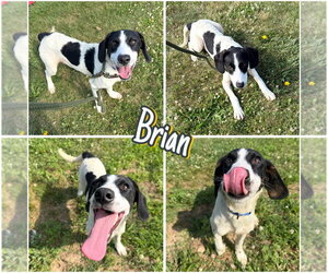 Coonhound Dogs for adoption in Pierceton , IN, USA