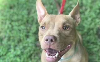American Pit Bull Terrier-Unknown Mix Dogs for adoption in Birdsboro, PA, USA