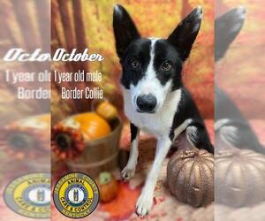 Border Collie Dogs for adoption in Nicholasville, KY, USA