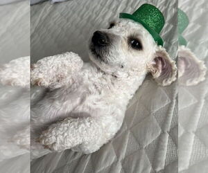 Poodle (Miniature)-Unknown Mix Dogs for adoption in Oak Bluffs, MA, USA