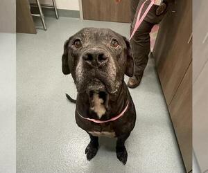 Mastador Dogs for adoption in Baytown, TX, USA