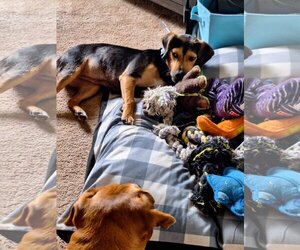 Beagle-Unknown Mix Dogs for adoption in Montello, WI, USA