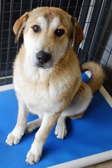 Great Pyrenees Dogs for adoption in Bryan, TX, USA