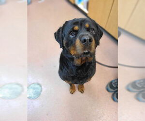 Rottweiler Dogs for adoption in Ogden, UT, USA