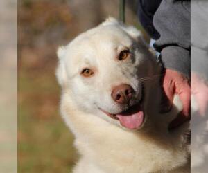 Australian Shepherd-Siberian Husky Mix Dogs for adoption in Lovingston, VA, USA