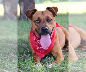 Labrador Retriever-Unknown Mix Dogs for adoption in Kansas City, MO, USA