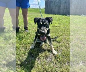 Mutt Dogs for adoption in Abbeville, LA, USA