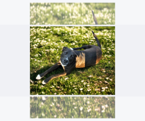 Mutt Dogs for adoption in White Bluff, TN, USA