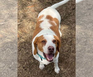 Beagle-Unknown Mix Dogs for adoption in Evansville, IN, USA