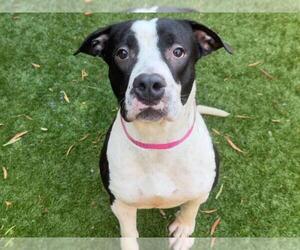 American Pit Bull Terrier Dogs for adoption in Moreno Valley, CA, USA