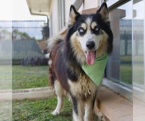 Alaskan Malamute-Unknown Mix Dogs for adoption in San Antonio, TX, USA