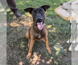Mutt Dogs for adoption in Modesto, CA, USA