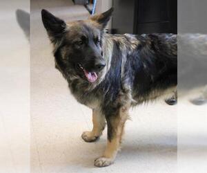 German Shepherd Dog Dogs for adoption in Olathe, KS, USA