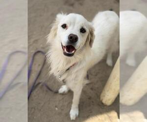 Australian Shepherd-Cocker Spaniel Mix Dogs for adoption in Santa Maria, CA, USA