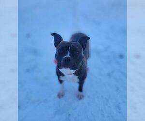 American Boston Bull Terrier Dogs for adoption in Maple Grove, MN, USA