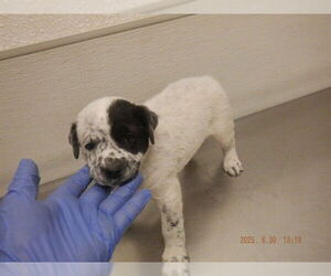 Australian Cattle Dog-Unknown Mix Dogs for adoption in Oroville, CA, USA