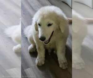 Great Pyrenees Dogs for adoption in Croydon, NH, USA