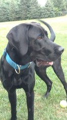 Great Dane-Labrador Retriever Mix Dogs for adoption in Forest Lake, MN, USA
