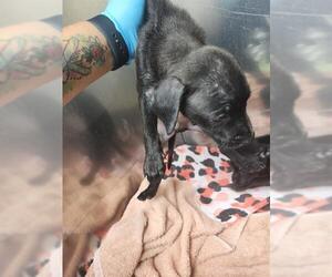 Mutt Dogs for adoption in San Antonio, TX, USA