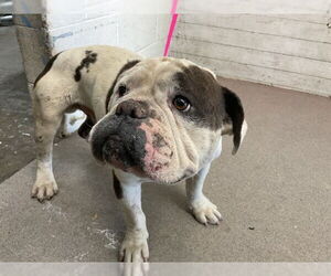 Bulldog Dogs for adoption in San Bernardino, CA, USA