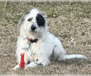 Dalmatian-Old English Sheepdog Mix Dogs for adoption in Fort Worth, TX, USA