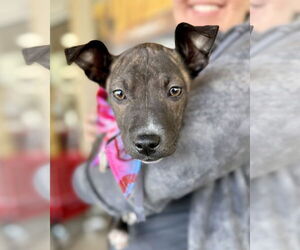Staffordshire Bull Terrier-Unknown Mix Dogs for adoption in Corona, CA, USA