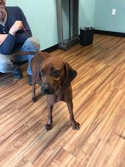 Medium Photo #1 Redbone Coonhound Puppy For Sale in Sanderson, FL, USA