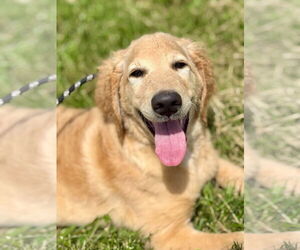 Goldendoodle Dogs for adoption in Pacolet, SC, USA
