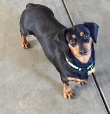 Dachshund Dogs for adoption in Lancaster, CA, USA