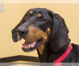 Black and Tan Coonhound Dogs for adoption in Madison, IN, USA