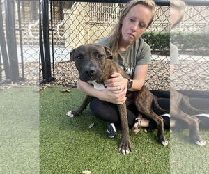 Mutt Dogs for adoption in Hilton Head, SC, USA