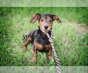 Dachshund-Unknown Mix Dogs for adoption in Shreveport, LA, USA