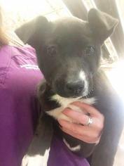Borador Dogs for adoption in Aurora, CO, USA